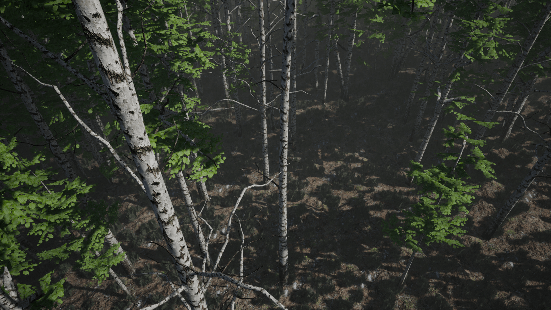 桦木森林自然环境游戏场景 虚幻4 ue4 Birch Set插图5