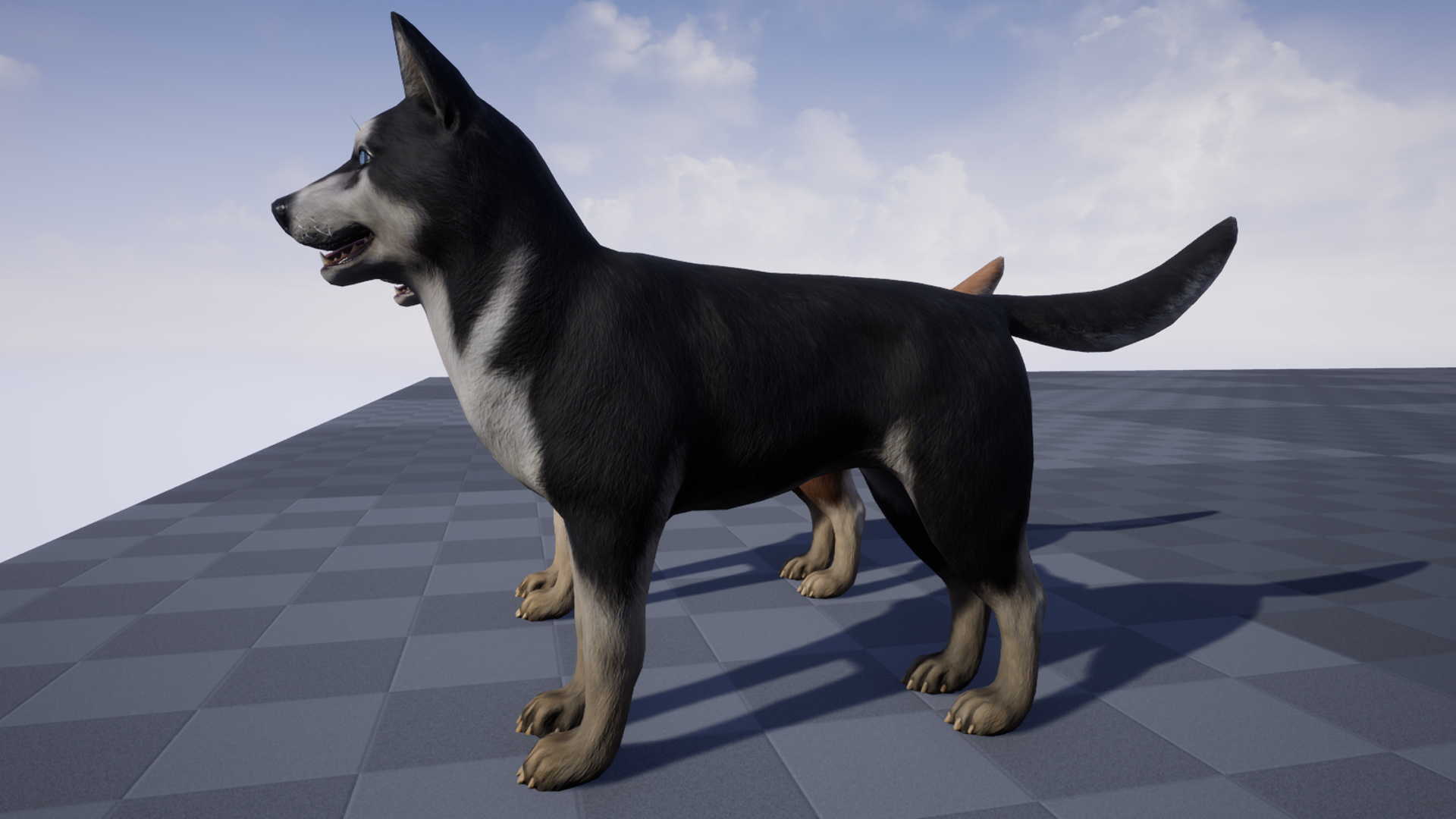 哈士奇犬类狗动物宠物游戏角色骨骼含动画 虚幻4 ue4 Dog – Husky插图2