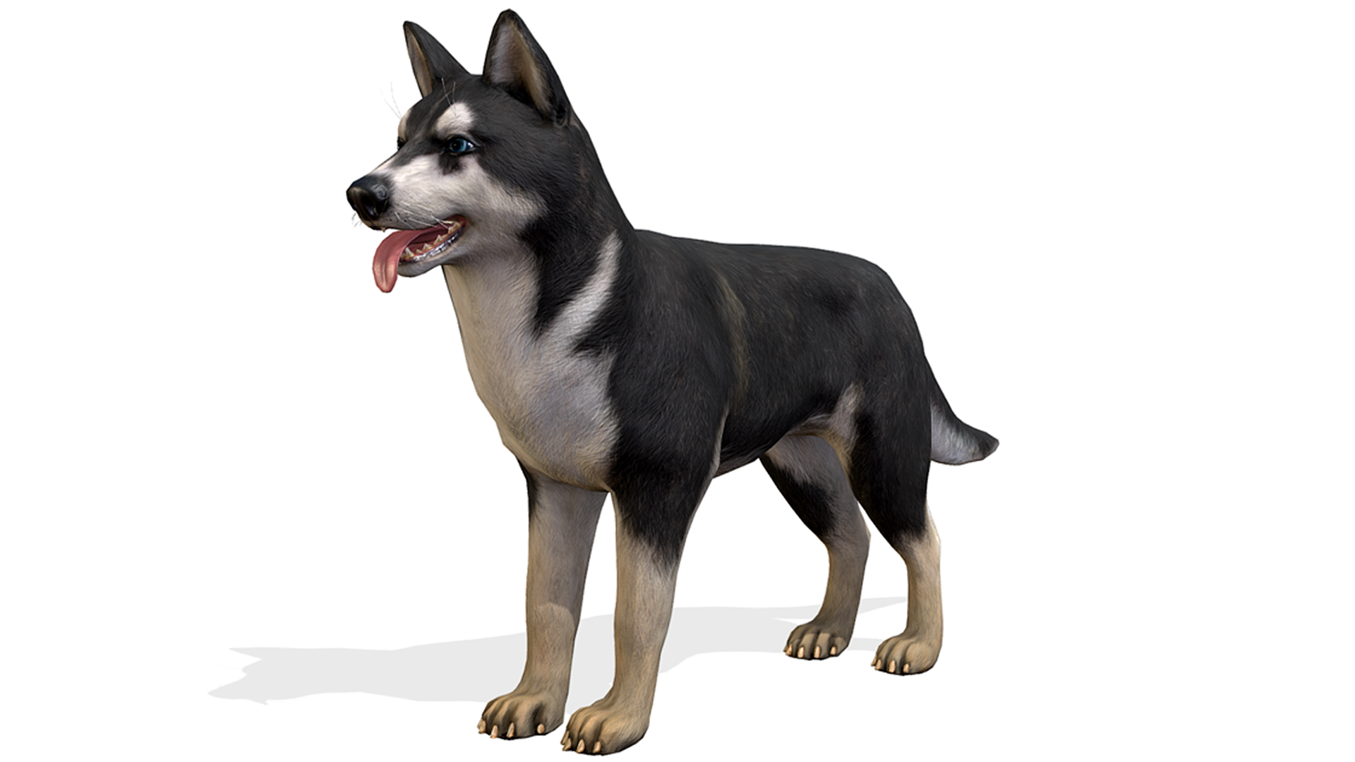 哈士奇犬类狗动物宠物游戏角色骨骼含动画 虚幻4 ue4 Dog - Husky