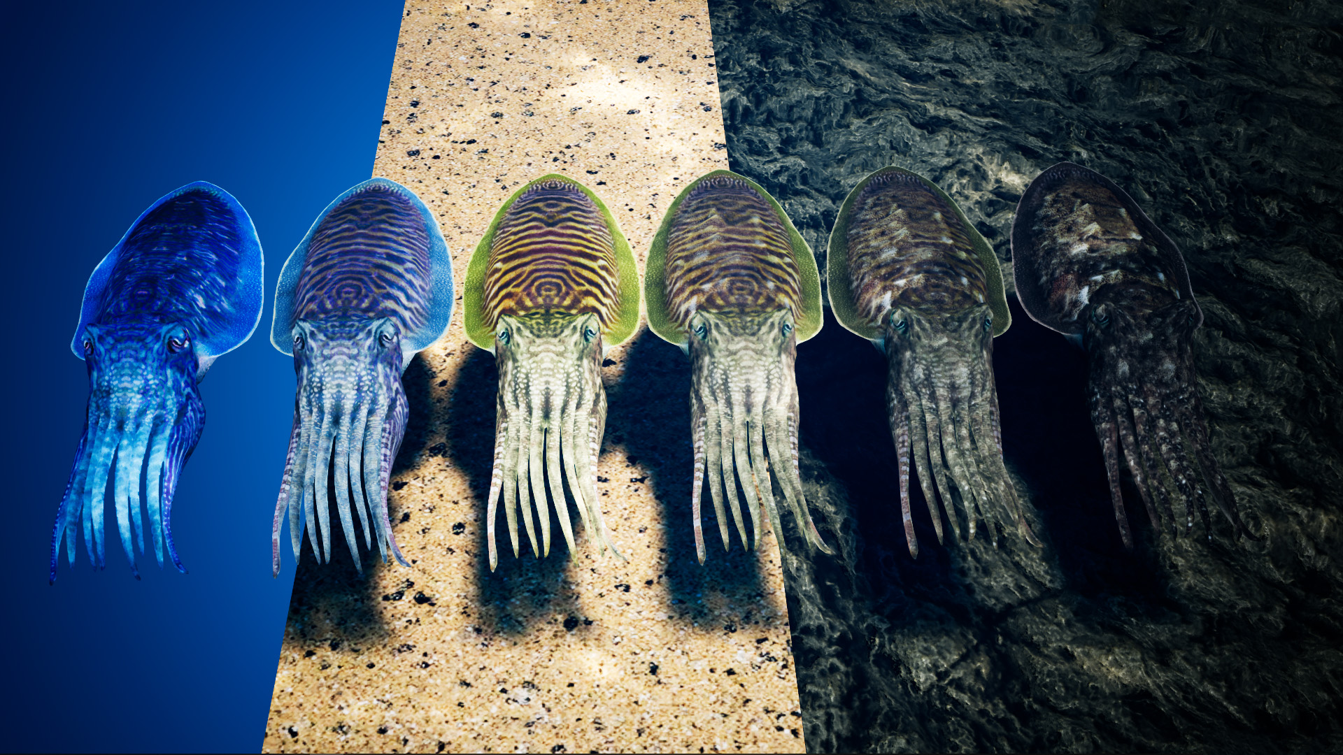 写实乌贼墨鱼游戏角色含动画 虚幻4 ue4 Cuttlefish Camouflage插图2