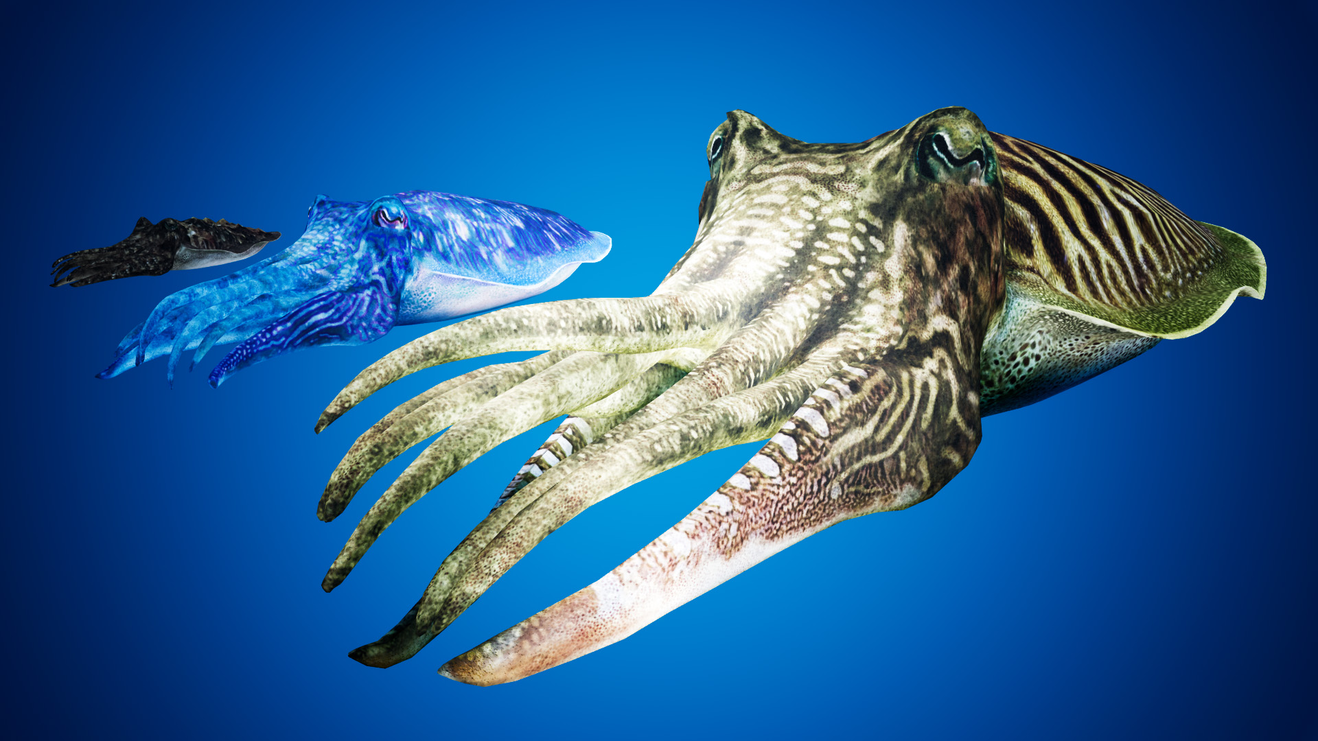写实乌贼墨鱼游戏角色含动画 虚幻4 ue4 Cuttlefish Camouflage插图1