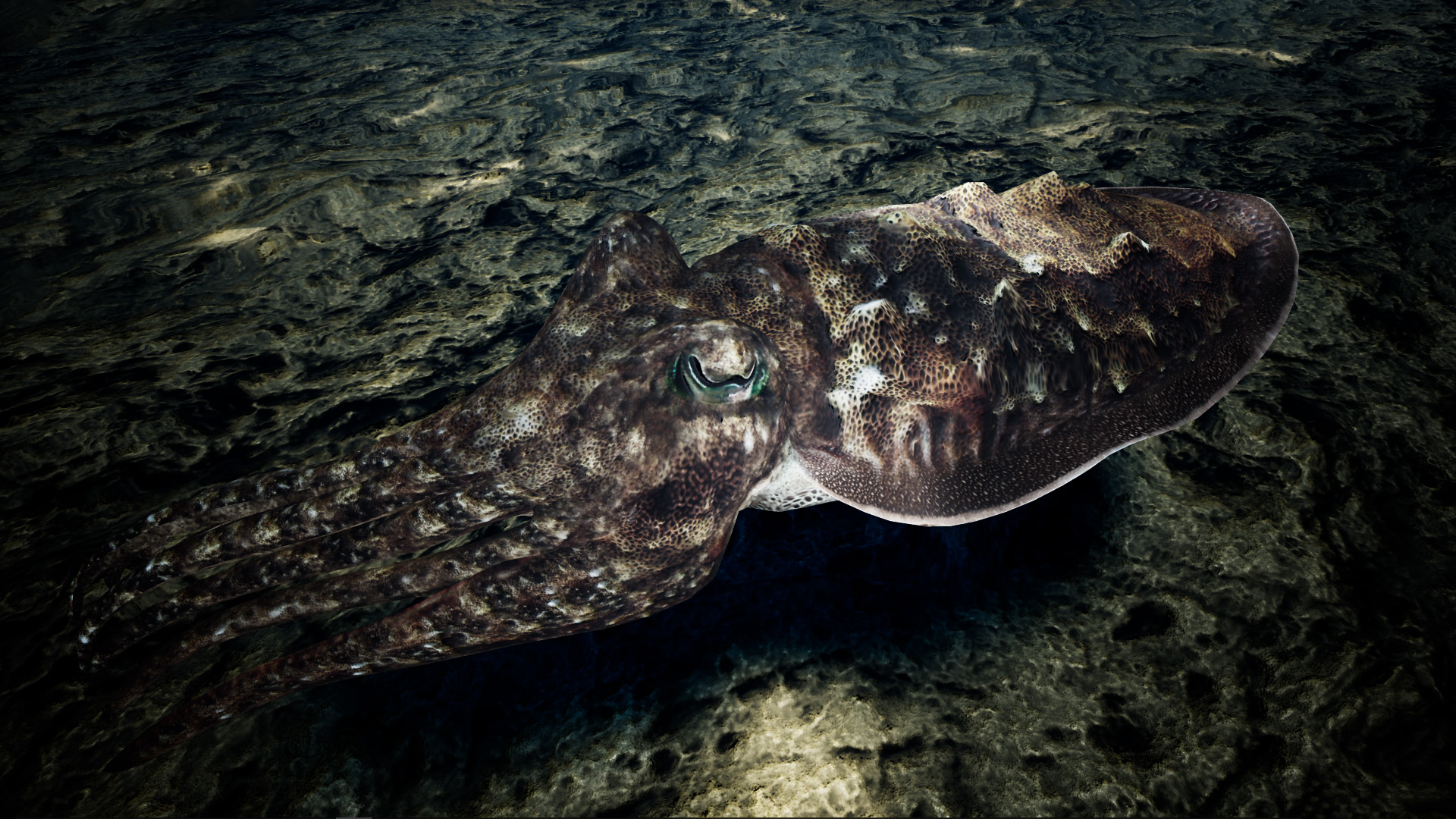 写实乌贼墨鱼游戏角色含动画 虚幻4 ue4 Cuttlefish Camouflage插图3